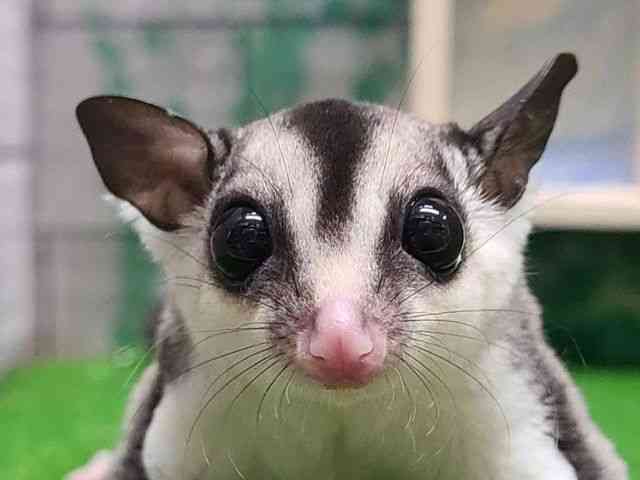 pet image