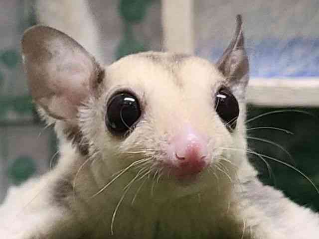 pet image