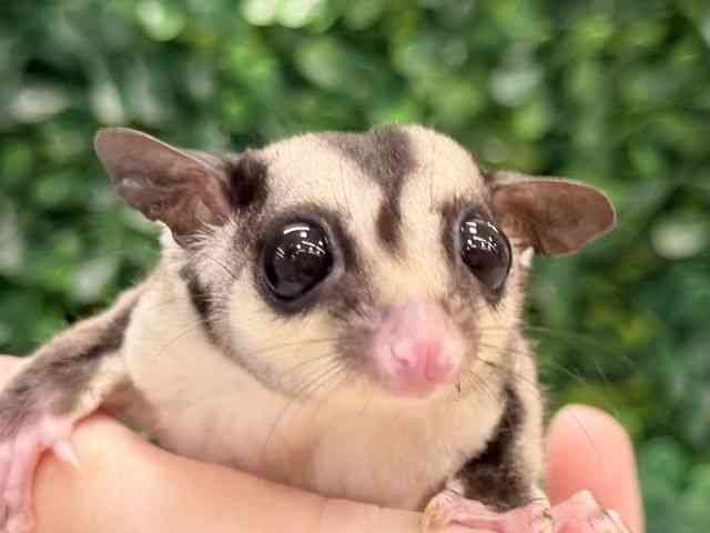 pet image