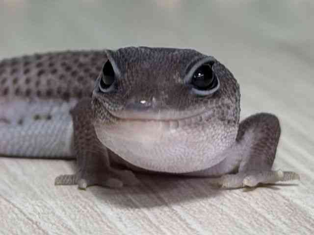 ニシアフリカトカゲモドキ
