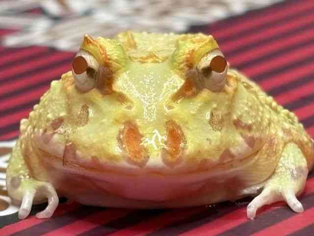 クランウェルツノガエル