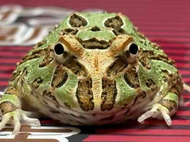 クランウェルツノガエル