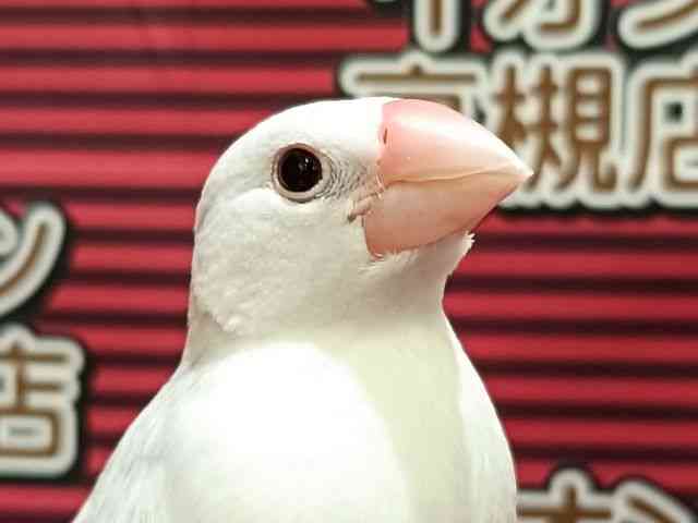 
                    ブンチョウ