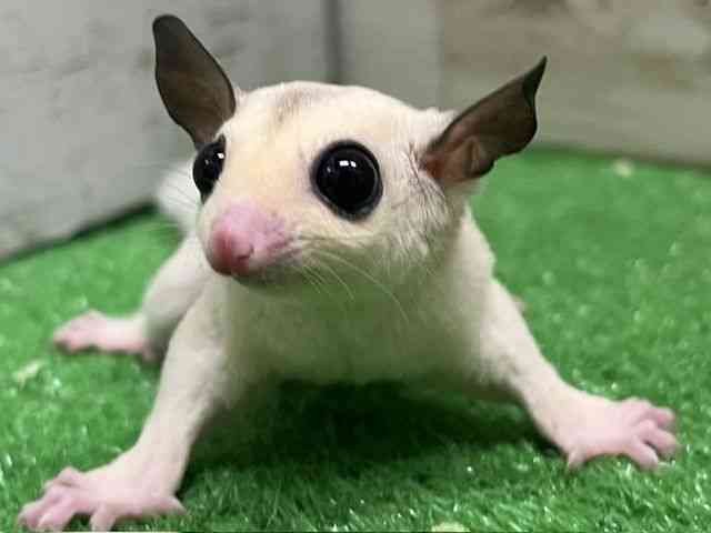 pet image