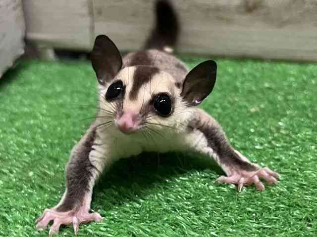 pet image