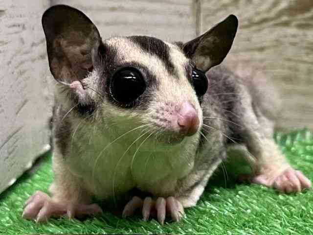 pet image
