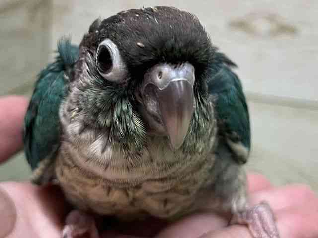 
                    ワキコガネイロウロコインコ