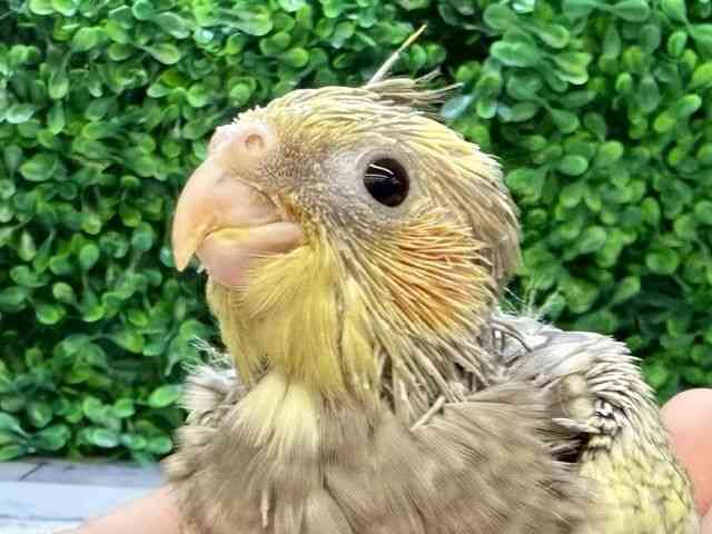
                    オカメインコ