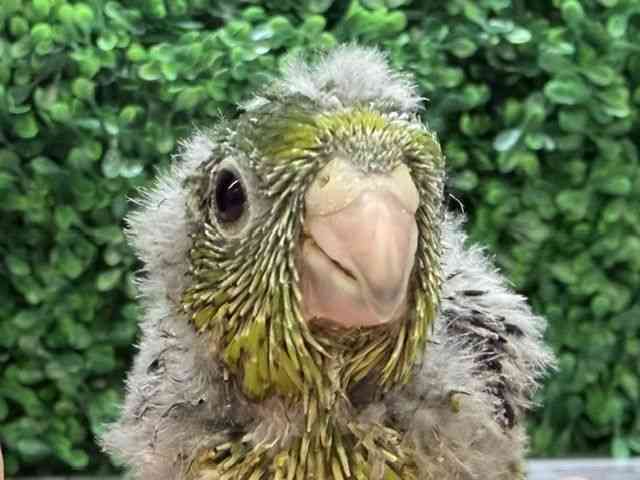 
                    サザナミインコ