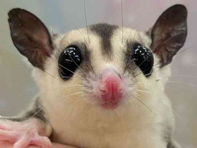 pet image