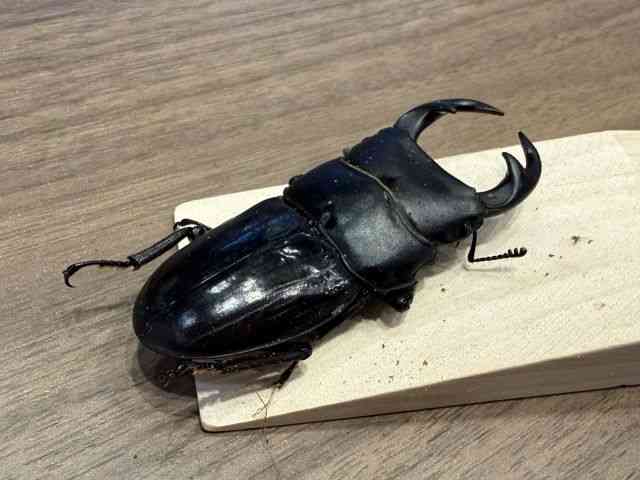 外国産