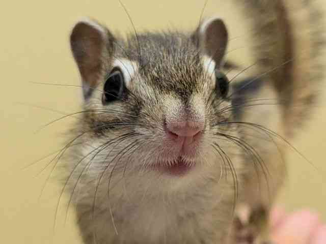 
                    シマリス