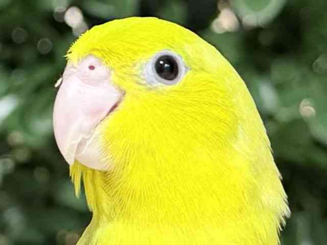 
                    マメルリハ