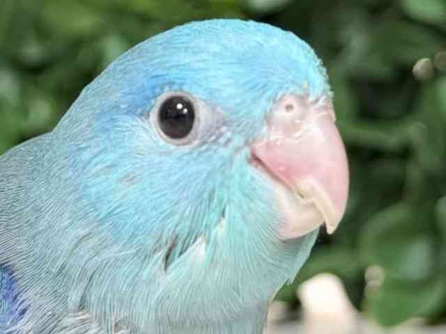
                    マメルリハ