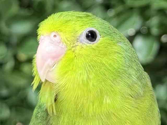 
                    マメルリハ