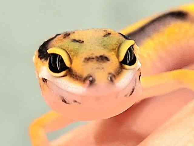 ヒョウモントカゲモドキ