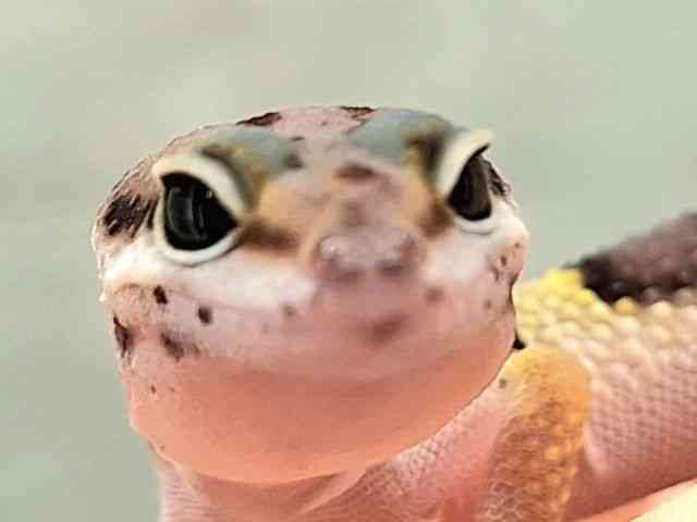 ヒョウモントカゲモドキ