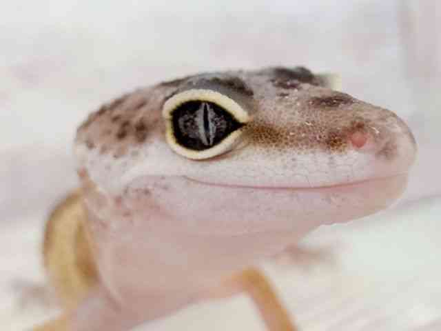 ヒョウモントカゲモドキ