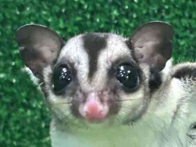 
                    フクロモモンガ