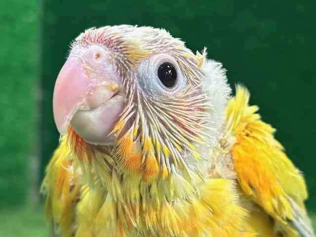 
                    ホオミドリアカオウロコインコ