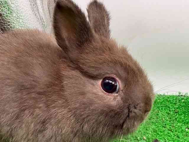 
                    ネザーランドドワーフ
