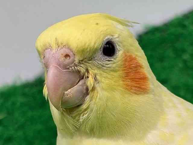 
                    オカメインコ