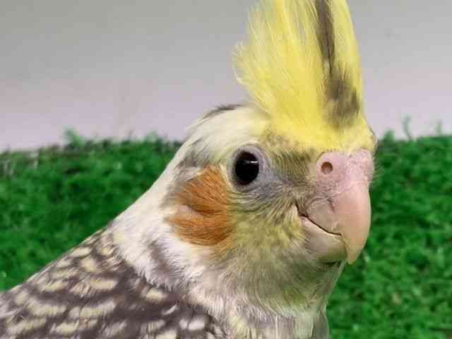 
                    オカメインコ