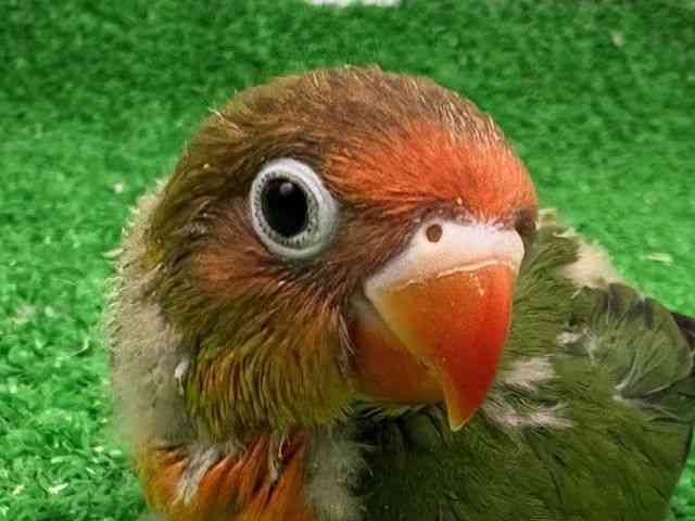 
                    ボタンインコ