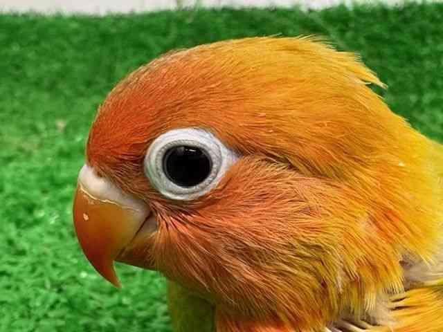 
                    ボタンインコ