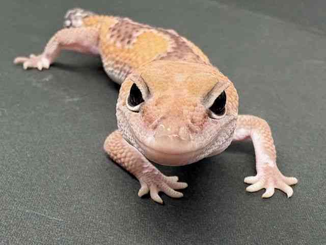 ニシアフリカトカゲモドキ