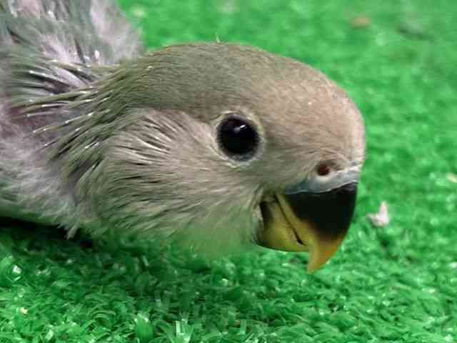
                    コザクラインコ