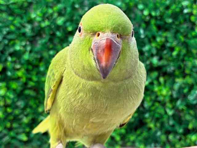 
                    ツキノワインコ（ワカケホンセイインコ）