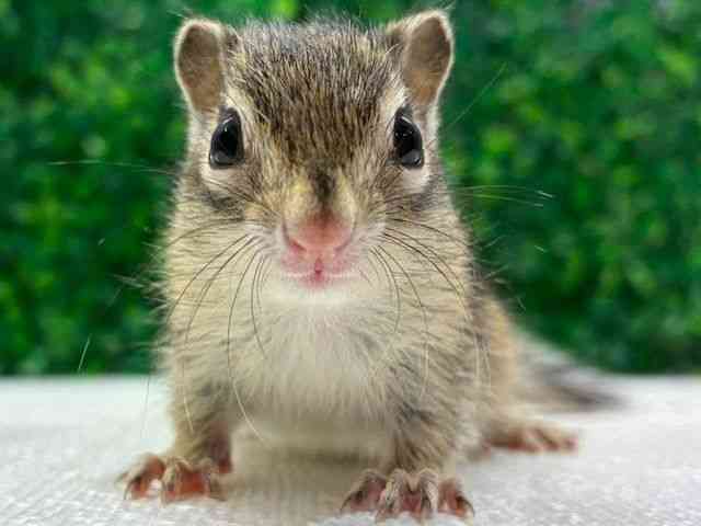 
                    シマリス