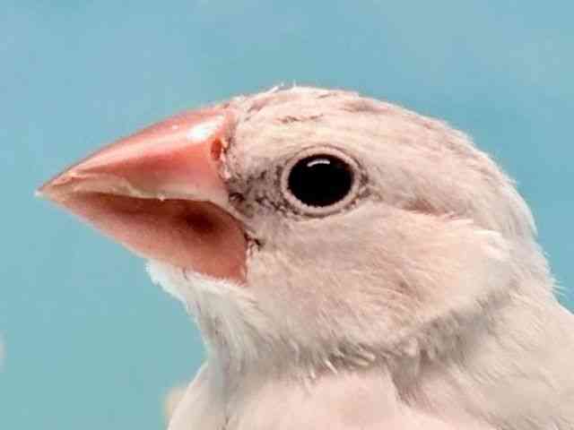 
                    ブンチョウ