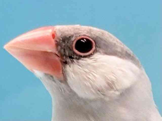 
                    ブンチョウ