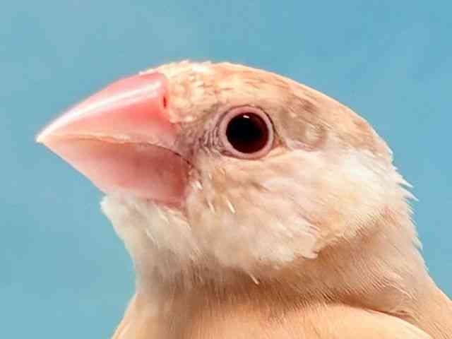 
                    ブンチョウ
