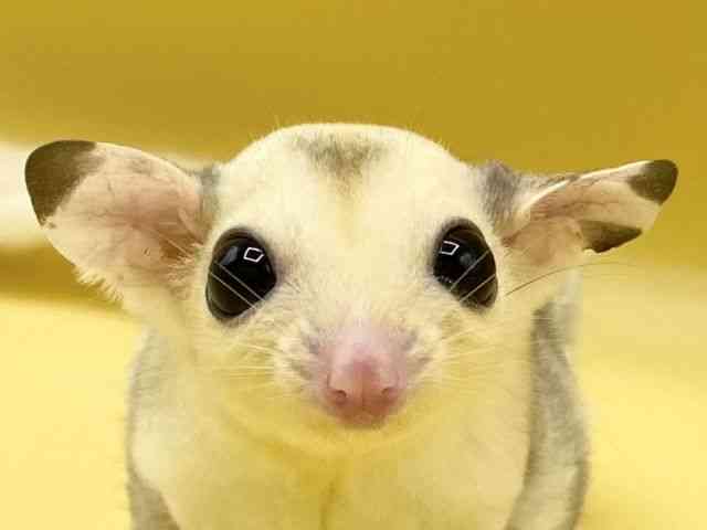 
                    フクロモモンガ