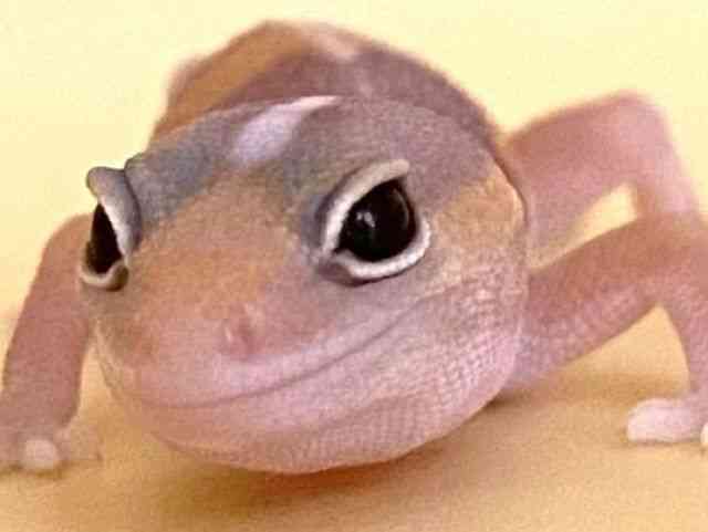 ニシアフリカトカゲモドキ