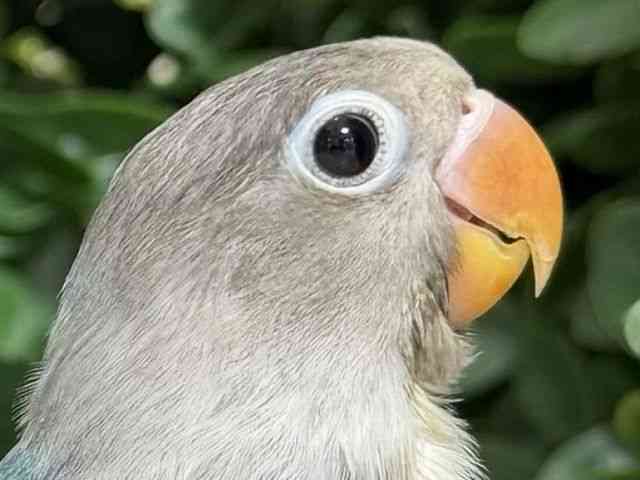 
                    ボタンインコ