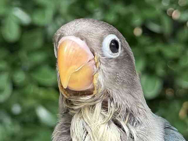 
                    ボタンインコ