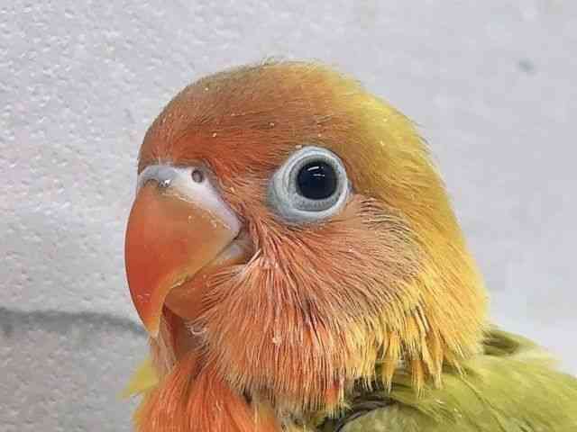 
                    ボタンインコ