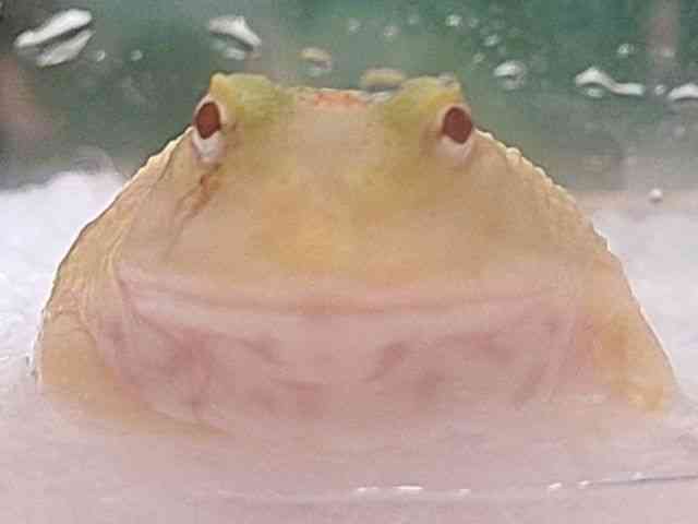 クランウェルツノガエル