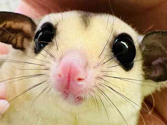 
フクロモモンガ