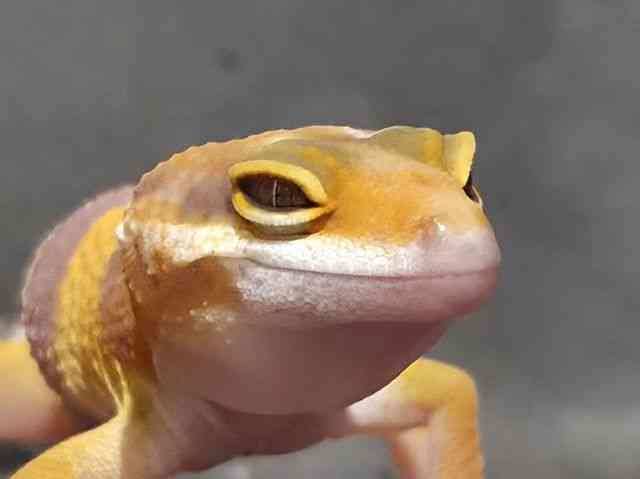 ヒョウモントカゲモドキ