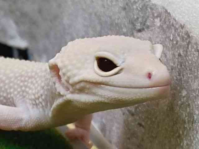 ヒョウモントカゲモドキ