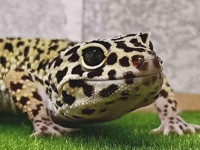 ヒョウモントカゲモドキ