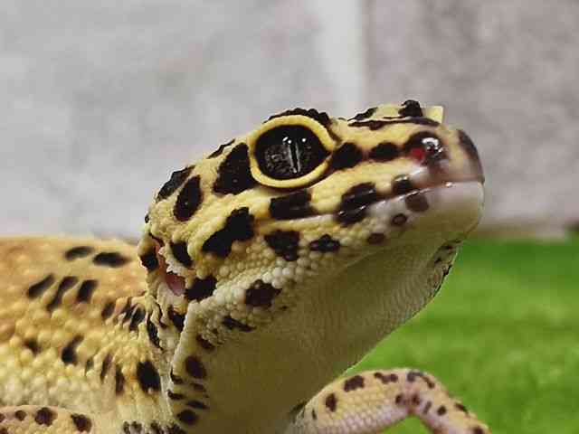 ヒョウモントカゲモドキ