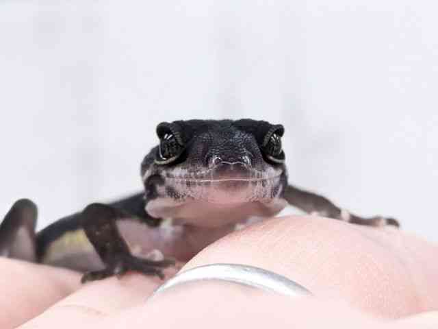 ヒョウモントカゲモドキ