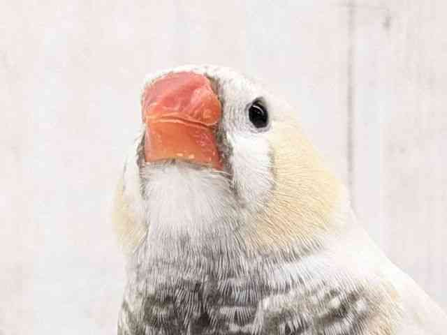 
                    キンカチョウ