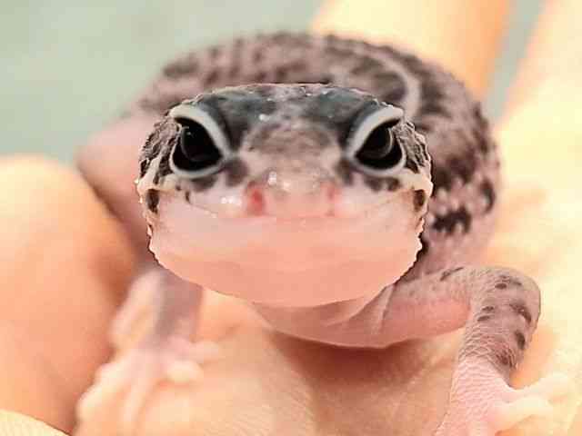 ヒョウモントカゲモドキ